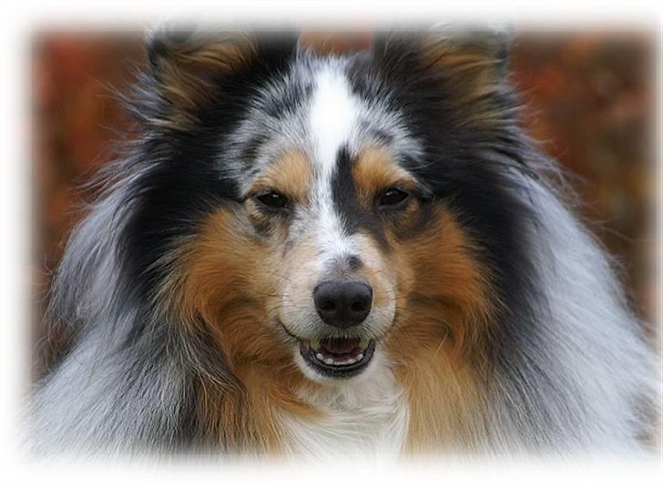 Shetland sheepdog Sofus billede 16