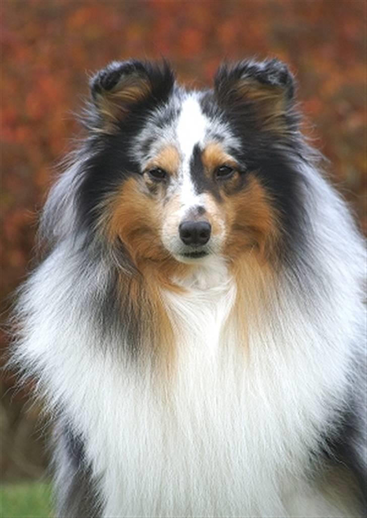 Shetland sheepdog Sofus billede 17