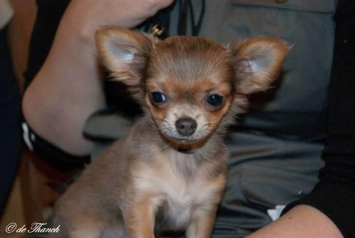 Chihuahua Tikus Le velour bleu - Boogie 15 uger billede 10