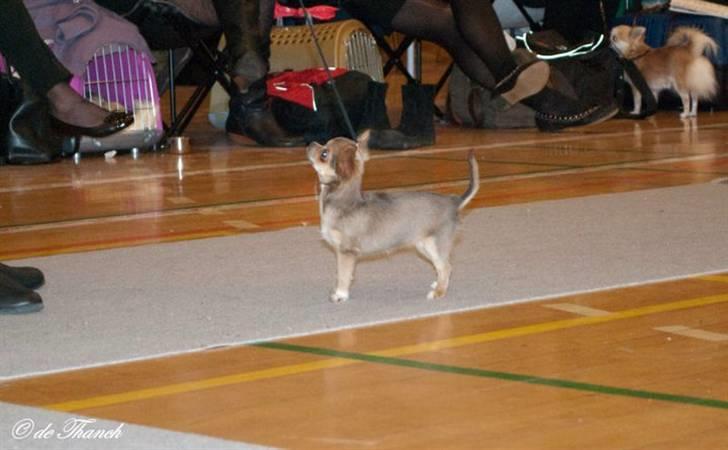 Chihuahua Tikus Le velour bleu - Første udstilling i Herlufmagle.... ja det har hun sgu meget godt styr på billede 11