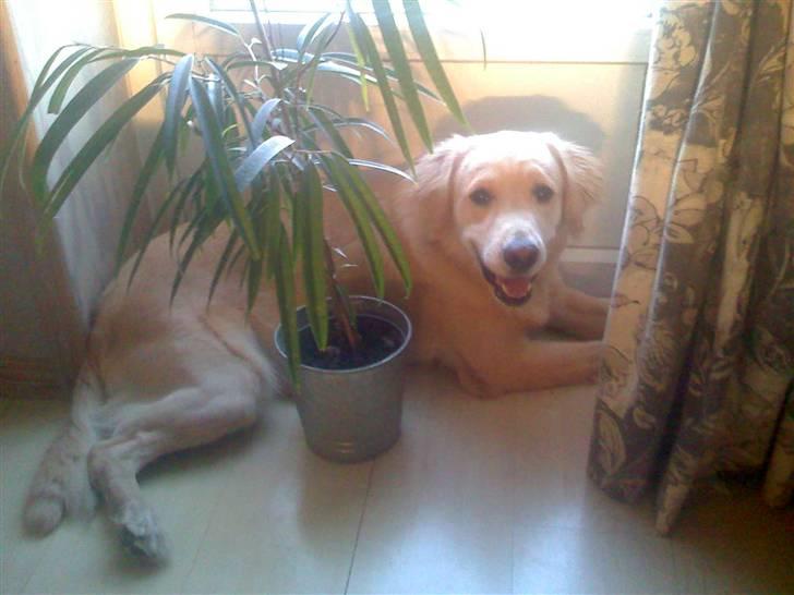 Golden retriever Albert Smith Hansen billede 1