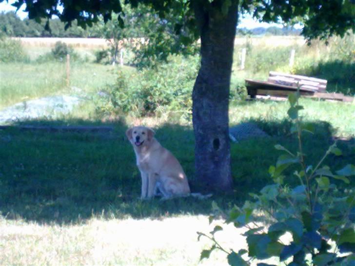 Golden retriever Albert Smith Hansen billede 2