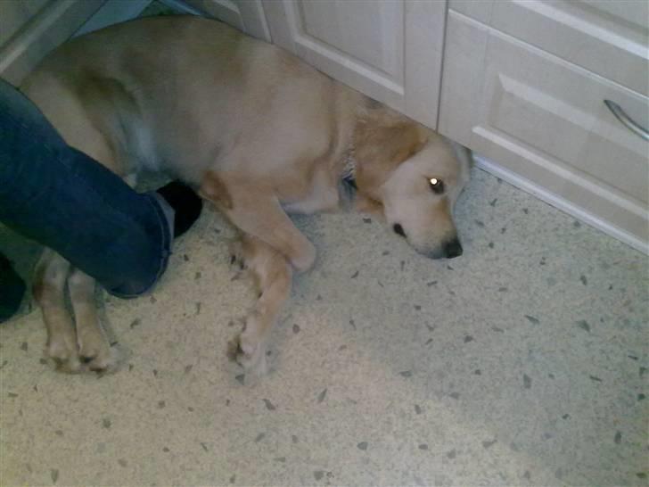 Golden retriever Albert Smith Hansen billede 3