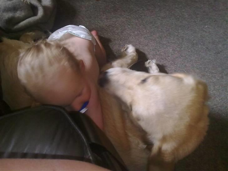 Golden retriever Albert Smith Hansen billede 4