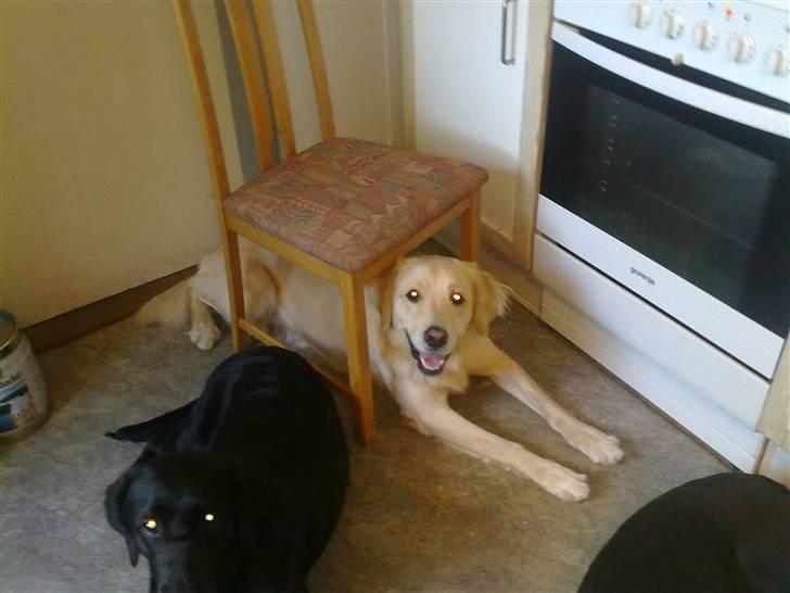 Golden retriever Albert Smith Hansen billede 5