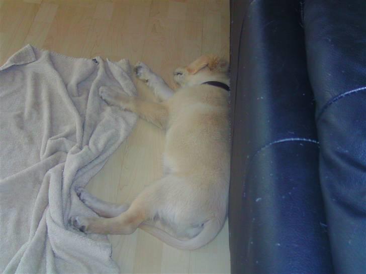 Golden retriever Albert Smith Hansen billede 6