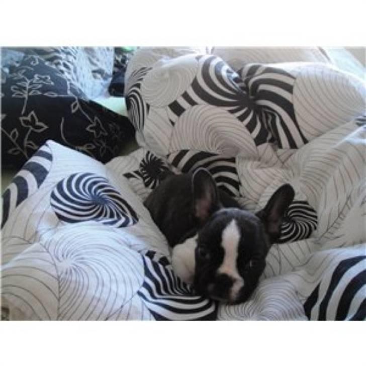 Fransk bulldog Nicki *En stjerne på himmelen* billede 1