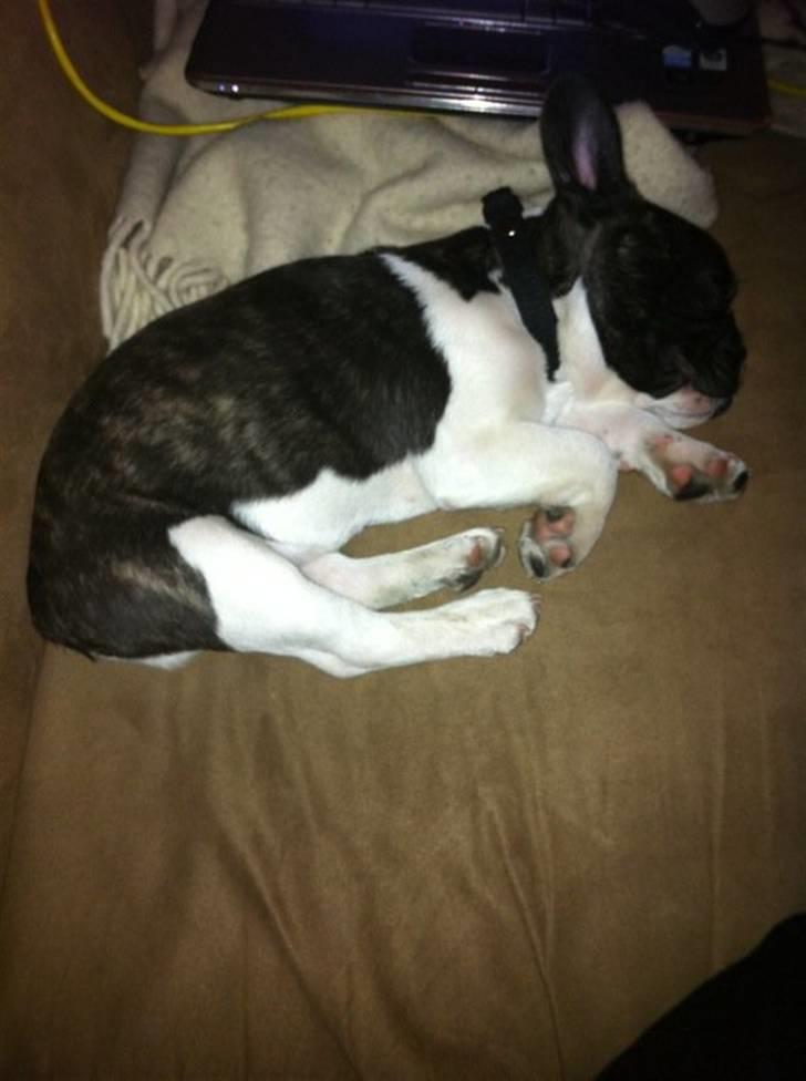 Fransk bulldog Nicki *En stjerne på himmelen* billede 2