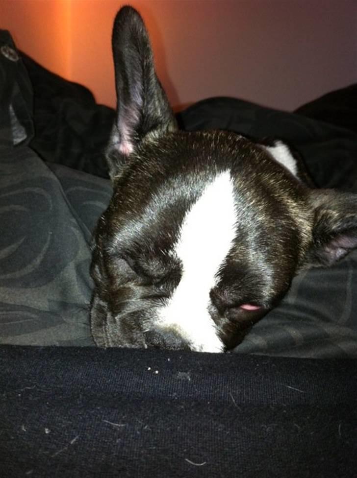 Fransk bulldog Nicki *En stjerne på himmelen* billede 3