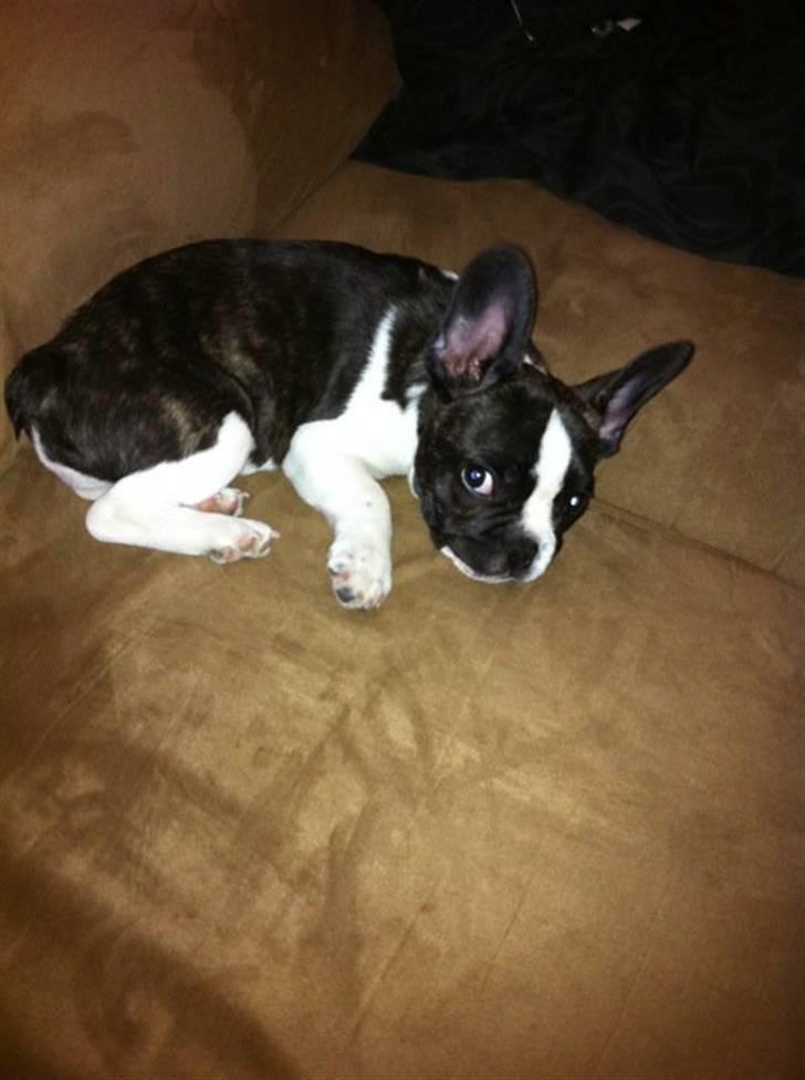 Fransk bulldog Nicki *En stjerne på himmelen* billede 4