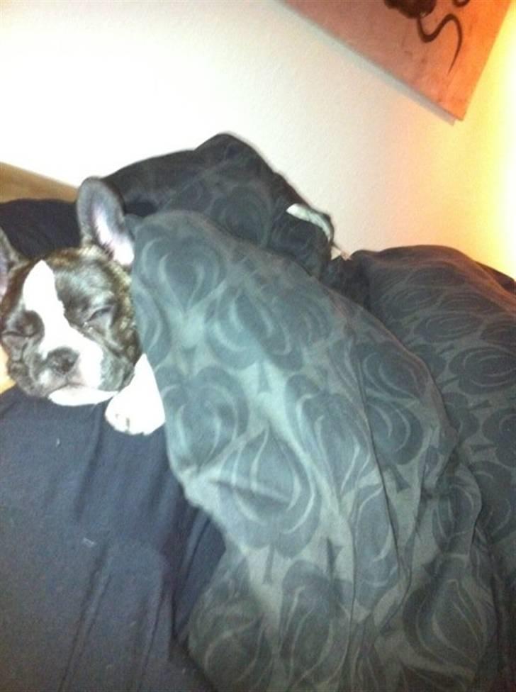 Fransk bulldog Nicki *En stjerne på himmelen* billede 5