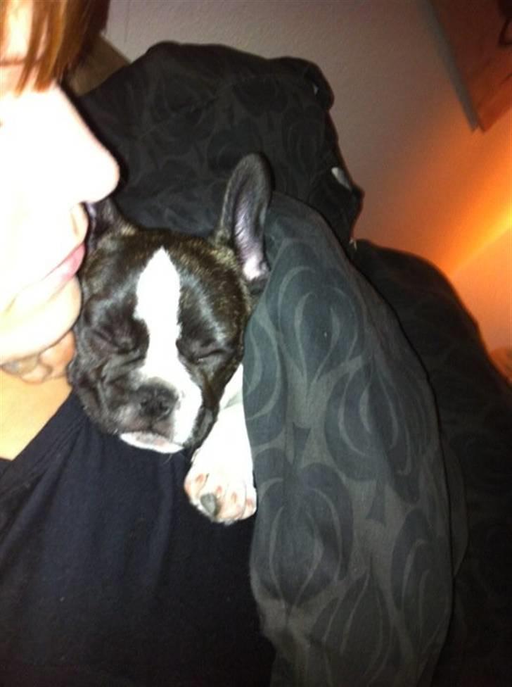 Fransk bulldog Nicki *En stjerne på himmelen* billede 6