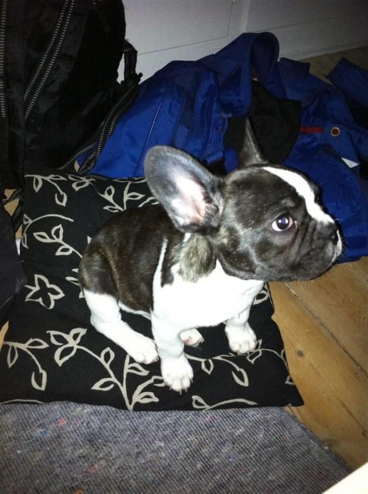 Fransk bulldog Nicki *En stjerne på himmelen* billede 7