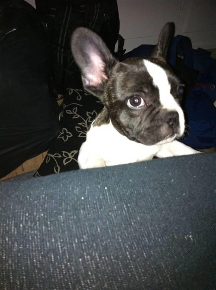 Fransk bulldog Nicki *En stjerne på himmelen* billede 8
