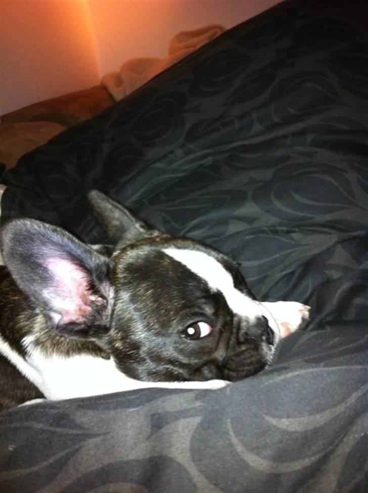 Fransk bulldog Nicki *En stjerne på himmelen* billede 9