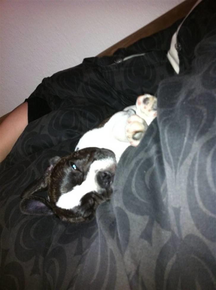 Fransk bulldog Nicki *En stjerne på himmelen* billede 10