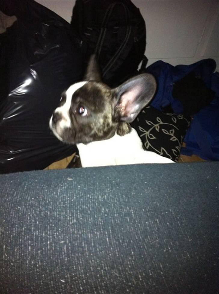 Fransk bulldog Nicki *En stjerne på himmelen* billede 11
