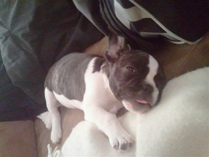 Fransk bulldog Nicki *En stjerne på himmelen* billede 12