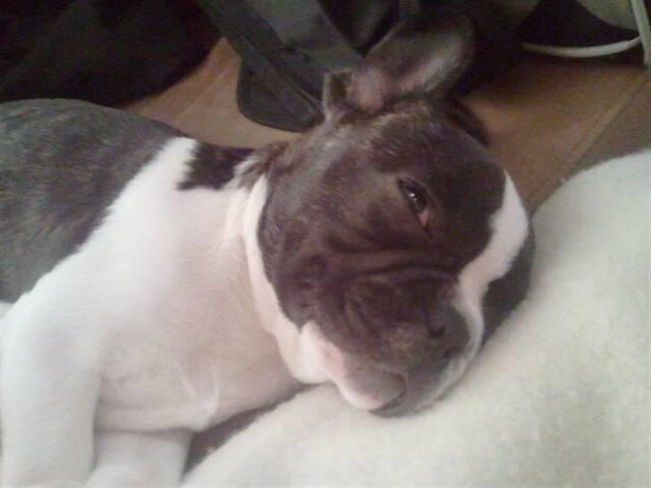 Fransk bulldog Nicki *En stjerne på himmelen* billede 13