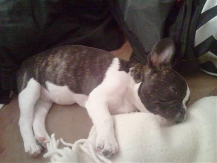 Fransk bulldog Nicki *En stjerne på himmelen* billede 14