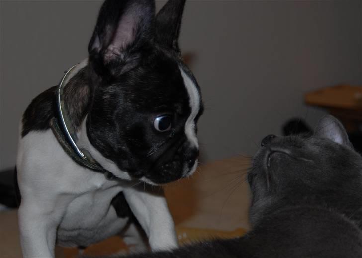 Fransk bulldog Nicki *En stjerne på himmelen* billede 15