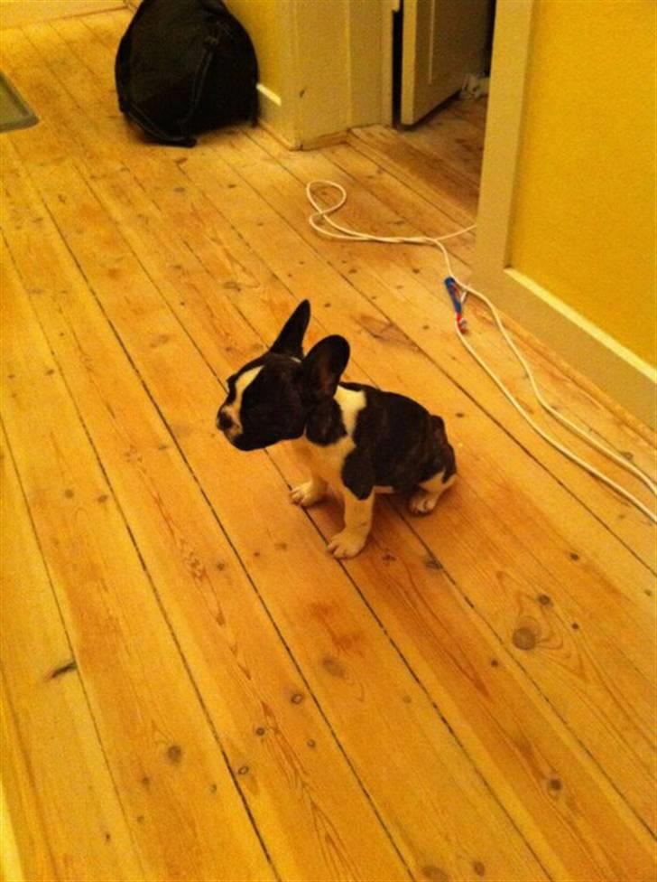 Fransk bulldog Nicki *En stjerne på himmelen* billede 16