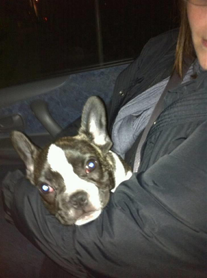 Fransk bulldog Nicki *En stjerne på himmelen* billede 17