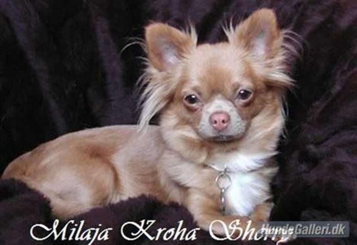 Chihuahua Tikus Le velour bleu - Min smukke mor billede 20