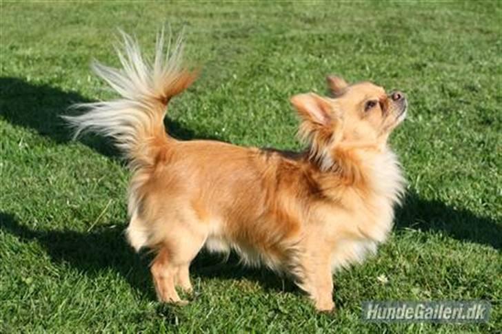 Chihuahua Tikus Le velour bleu - Min skønne far Vuffelivov Saxo billede 19