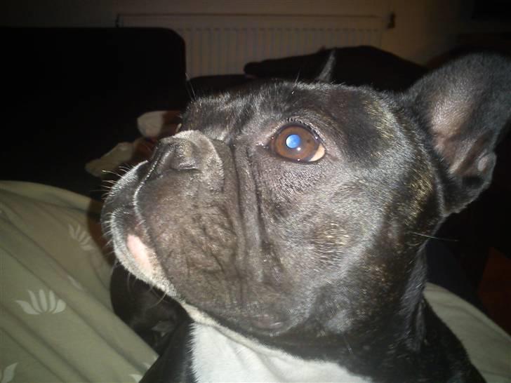 Fransk bulldog Karla (Kelli) billede 8