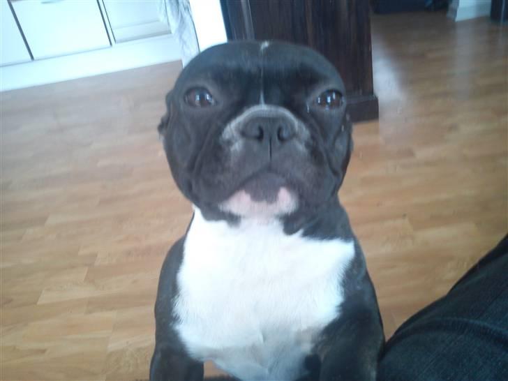 Fransk bulldog Karla (Kelli) billede 9