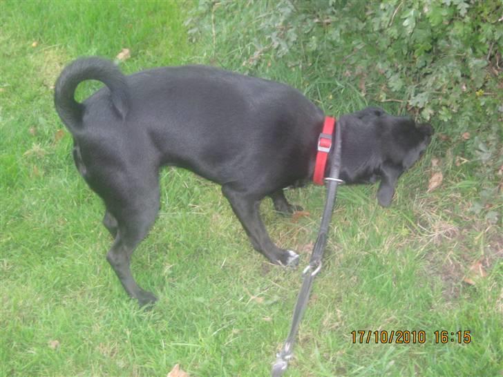 Blanding af racer Trine billede 5