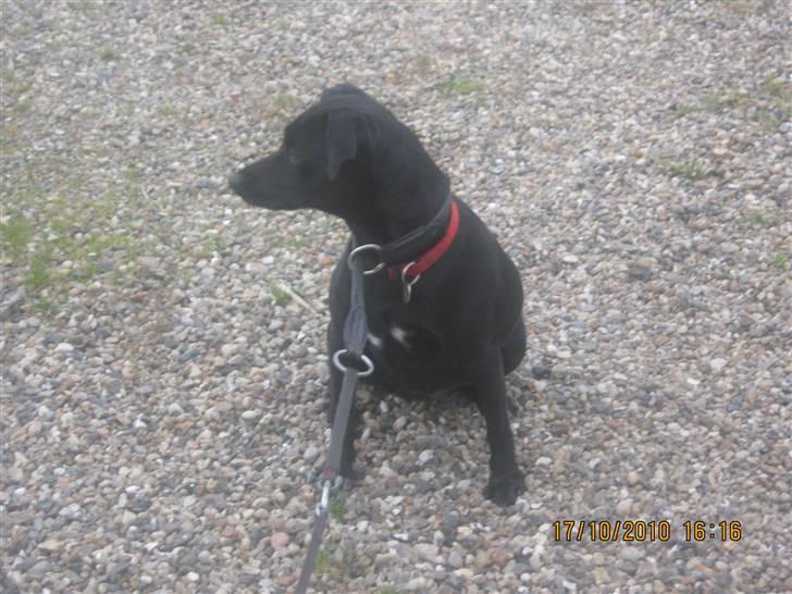 Blanding af racer Trine billede 6