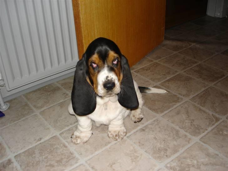 Basset hound Konrad billede 1