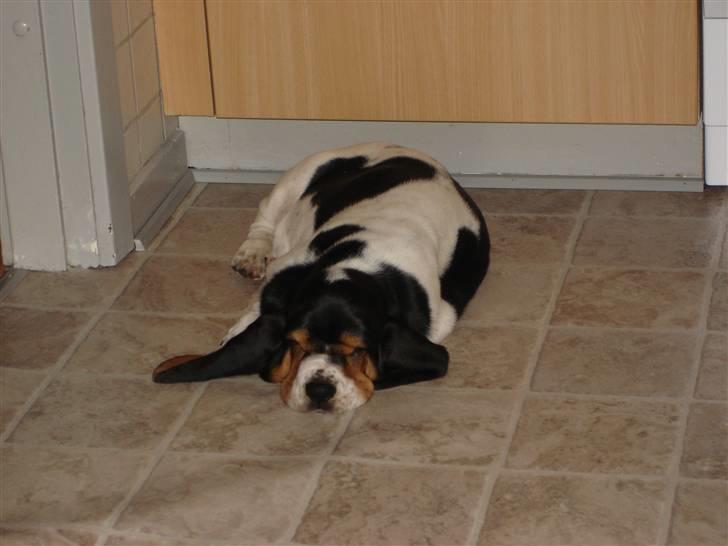 Basset hound Konrad billede 2