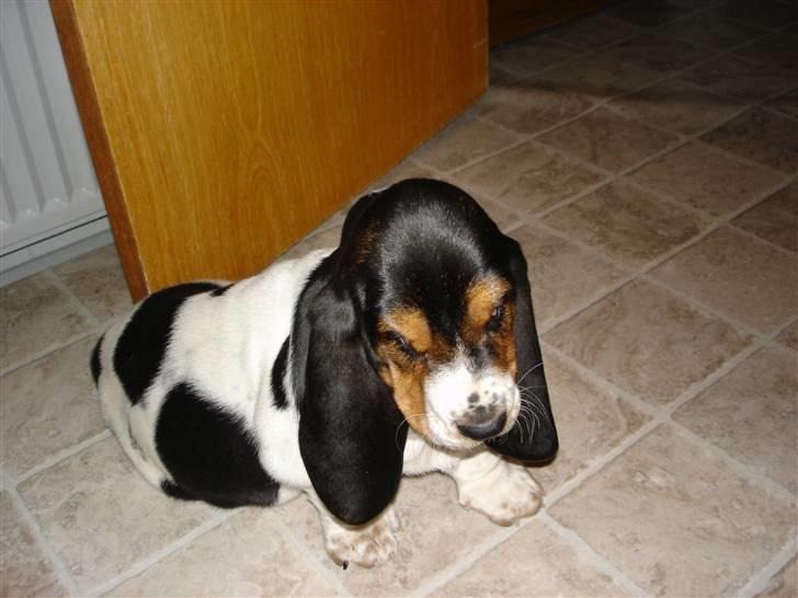 Basset hound Konrad billede 4