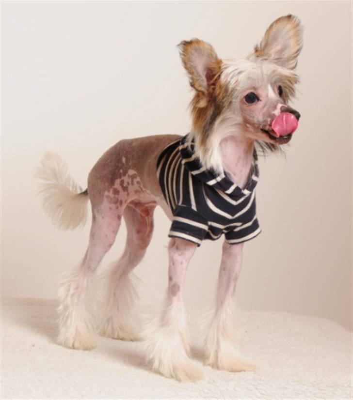 Chinese crested hårløs Monty skinhead vonGrimbak billede 1