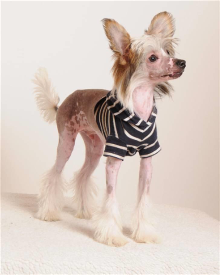 Chinese crested hårløs Monty skinhead vonGrimbak billede 2
