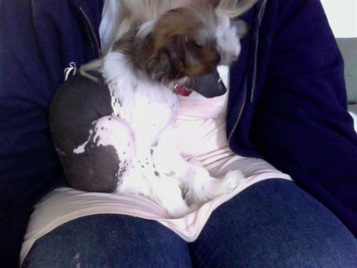 Chinese crested hårløs Monty skinhead vonGrimbak billede 3