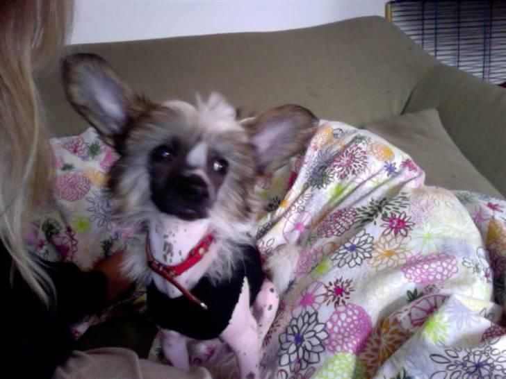 Chinese crested hårløs Monty skinhead vonGrimbak billede 4