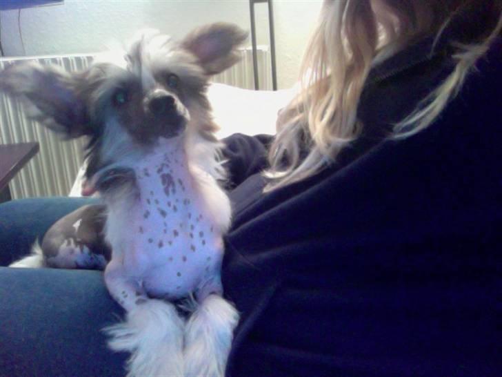 Chinese crested hårløs Monty skinhead vonGrimbak billede 5