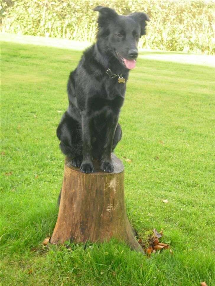 Blanding af racer Shiba - Her er jeg som statue. billede 4