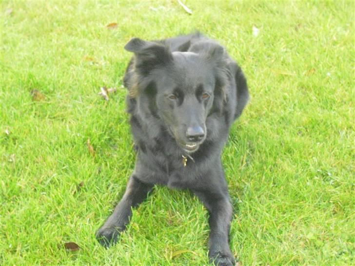 Blanding af racer Shiba - Hvor ser sort dog godt ud på grønt!!! billede 6