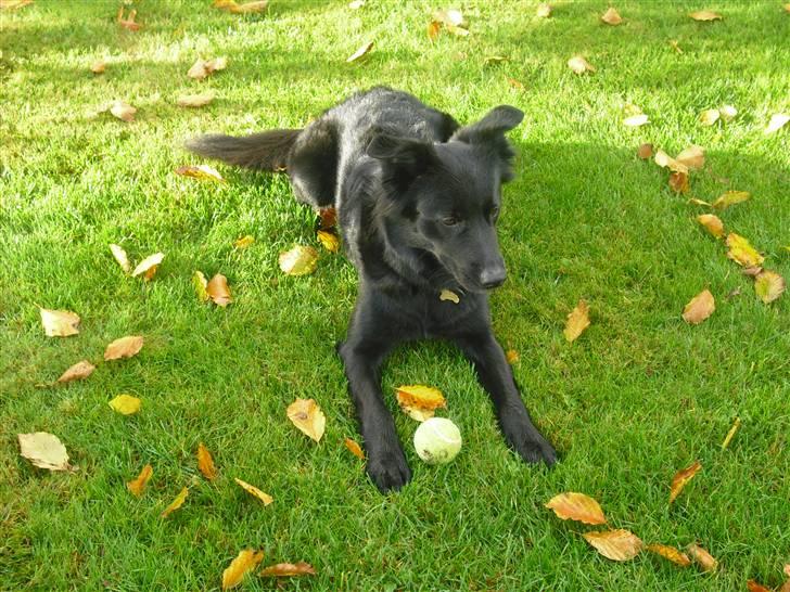 Blanding af racer Shiba - Det er min!!! billede 7