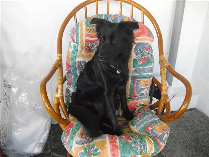 Blanding af racer Shiba - Sidder i en stol i vores udestue og kigger ud :-) billede 9