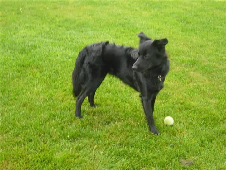 Blanding af racer Shiba billede 10