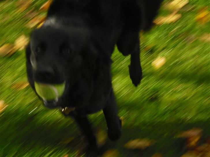Blanding af racer Shiba - Jeg er hurtig som lynet!!! billede 11