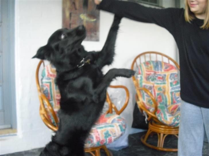 Blanding af racer Shiba - Skal vi danse? billede 13