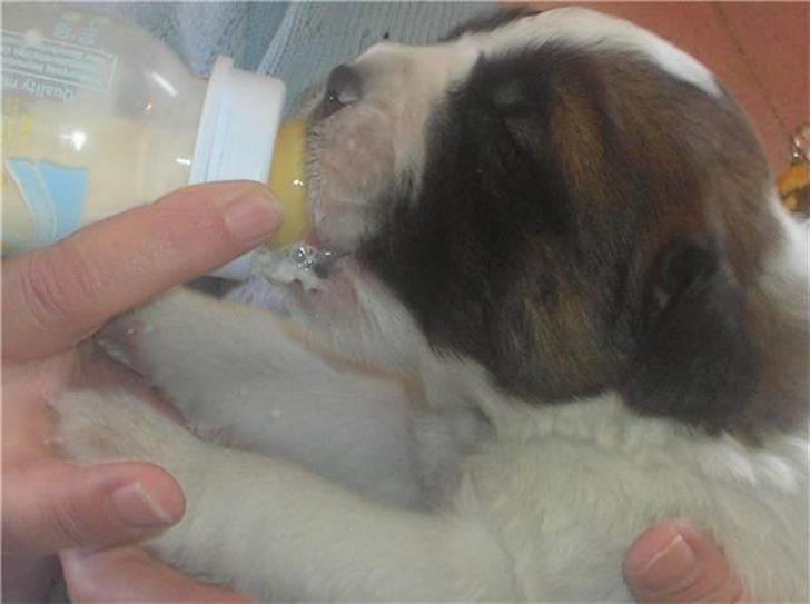 Sankt bernhardshund Zesse billede 1