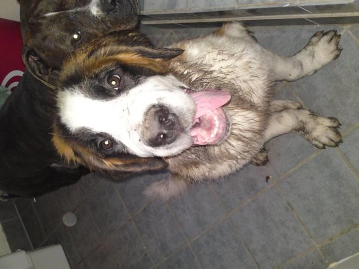 Sankt bernhardshund Zesse billede 2